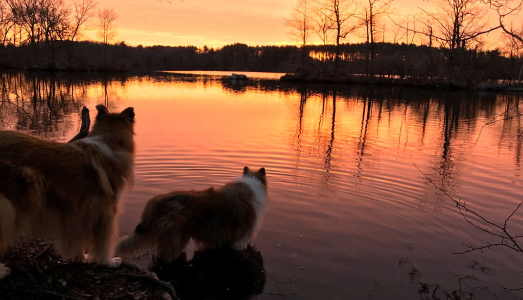 Two dogs sitting in front of a lake in a sunset scenery.